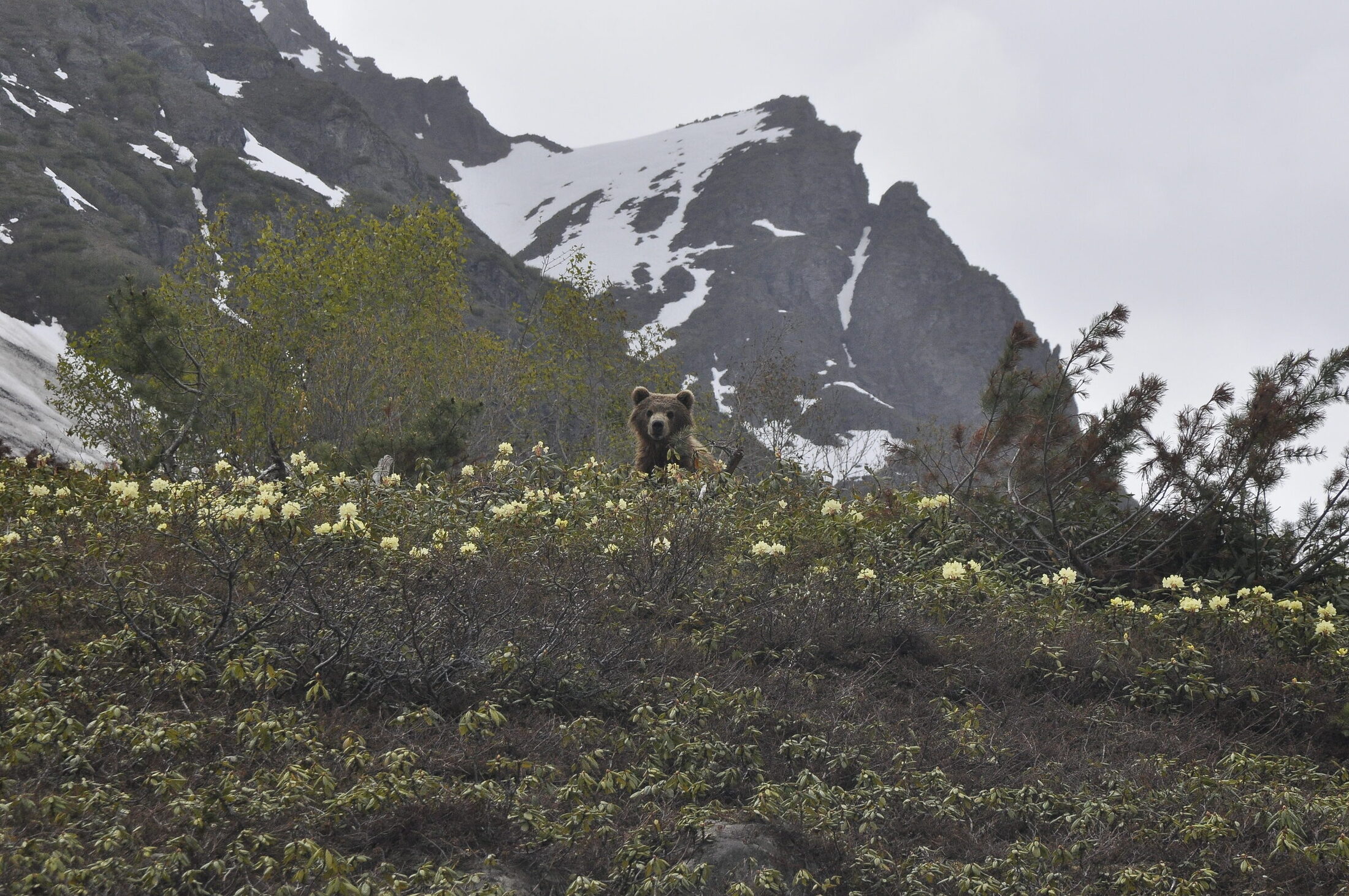 Bear photograph used as the Publications page header.