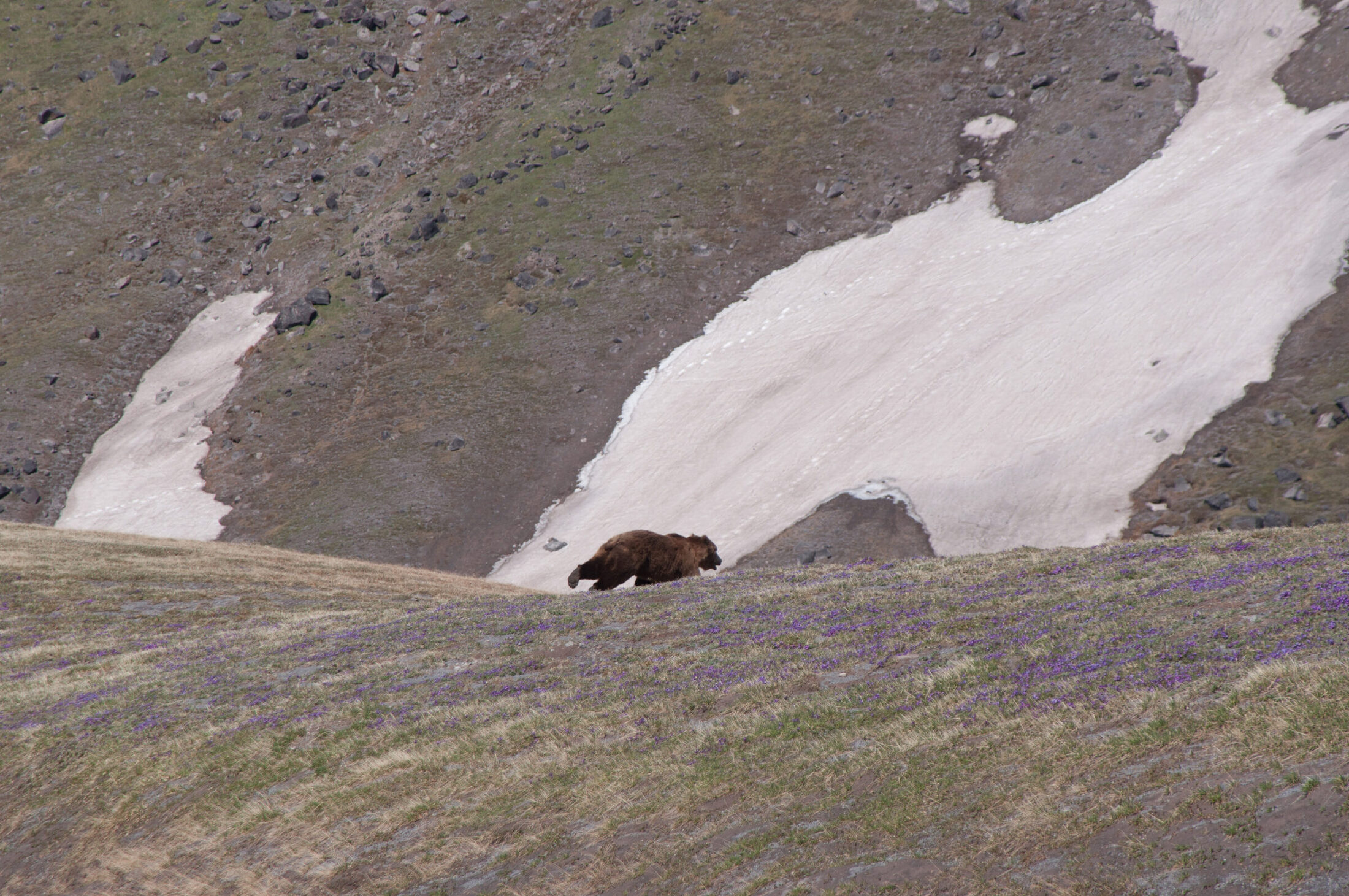Bear on Shiveluch volcano, June 2018.